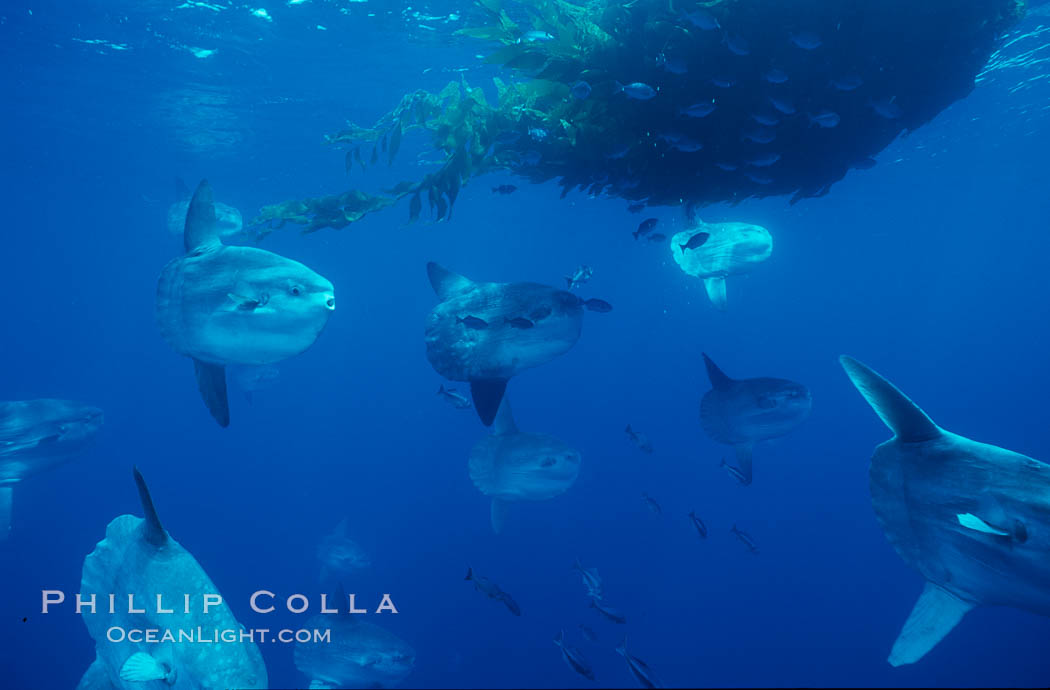 Ocean sunfish schooling near drift kelp, soliciting cleaner fishes, open ocean, Baja California., Mola mola, natural history stock photograph, photo id 06328