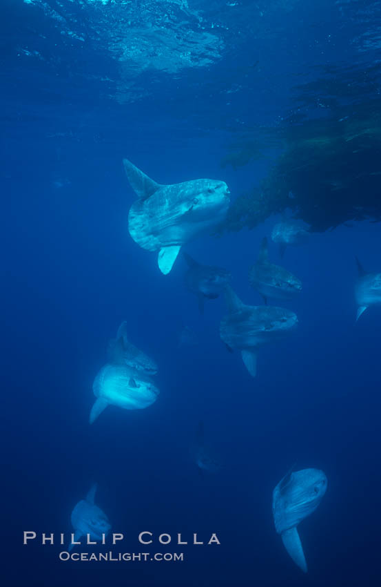 Ocean sunfish schooling near drift kelp, soliciting cleaner fishes, open ocean, Baja California., Mola mola, natural history stock photograph, photo id 06336