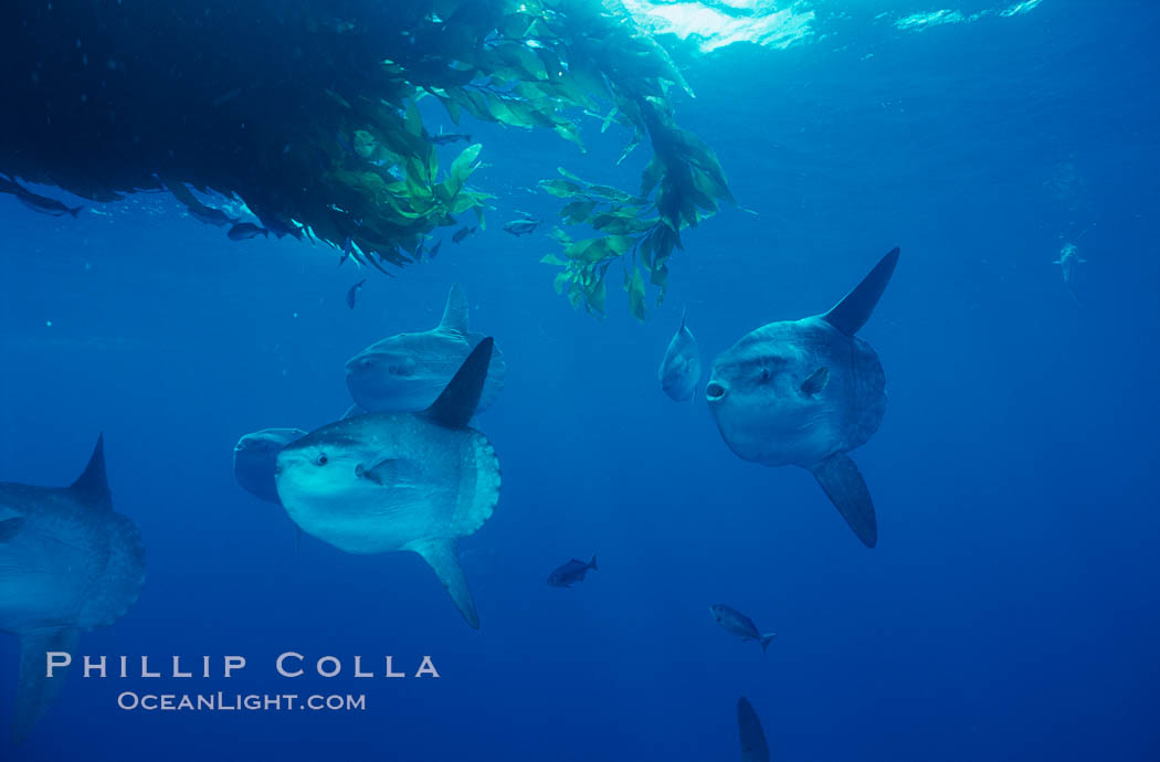 Ocean sunfish schooling near drift kelp, soliciting cleaner fishes, open ocean, Baja California., Mola mola, natural history stock photograph, photo id 06340