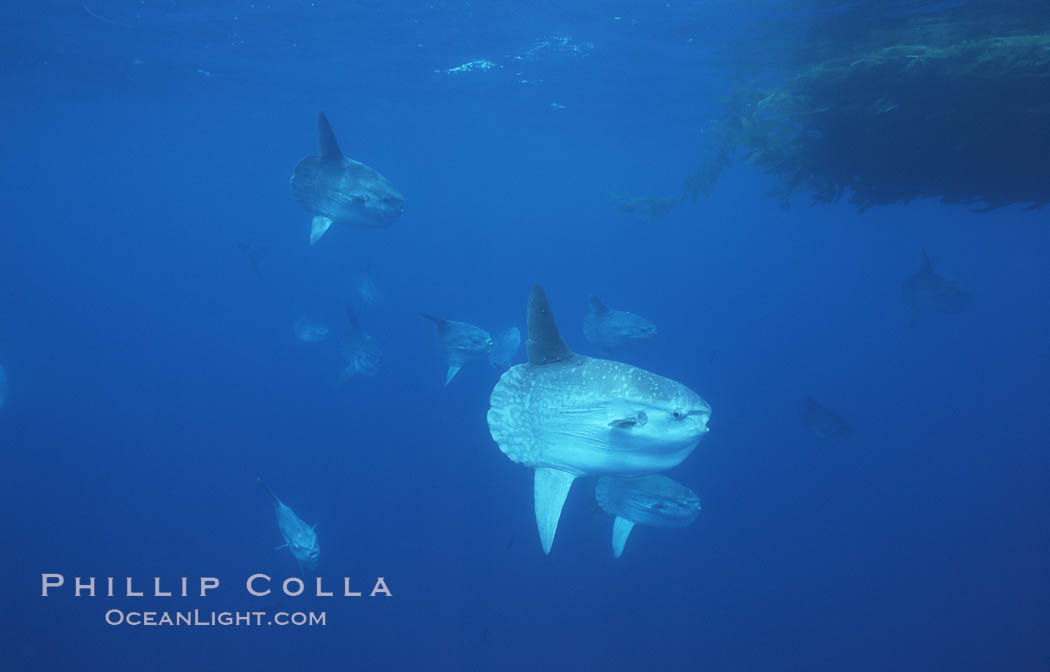 Ocean sunfish schooling near drift kelp, soliciting cleaner fishes, open ocean, Baja California., Mola mola, natural history stock photograph, photo id 06344