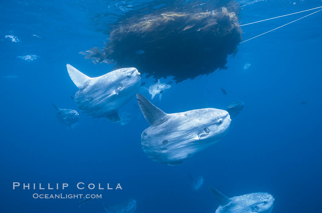 Ocean sunfish schooling near drift kelp, soliciting cleaner fishes, open ocean, Baja California., Mola mola, natural history stock photograph, photo id 06348
