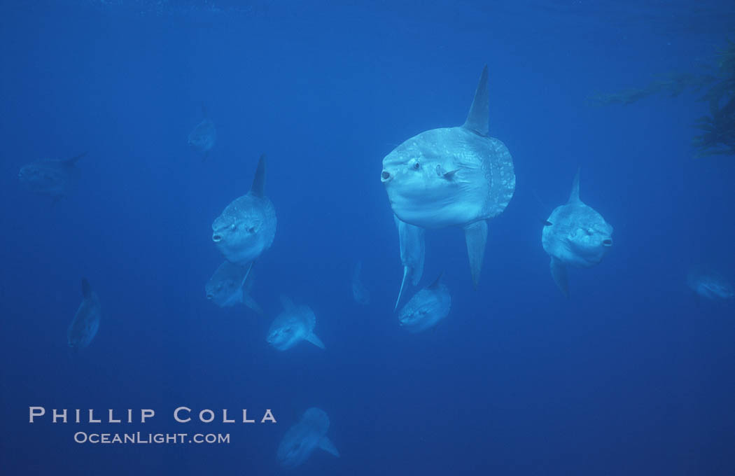 Ocean sunfish schooling near drift kelp, soliciting cleaner fishes, open ocean, Baja California., Mola mola, natural history stock photograph, photo id 06352