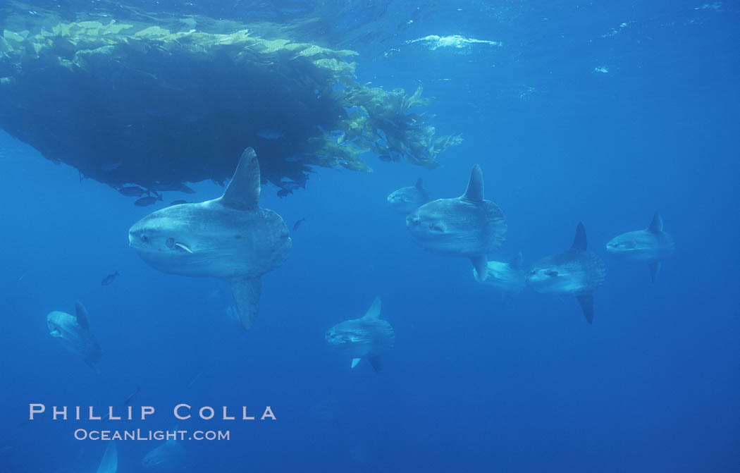 Ocean sunfish schooling near drift kelp, soliciting cleaner fishes, open ocean, Baja California., Mola mola, natural history stock photograph, photo id 06356