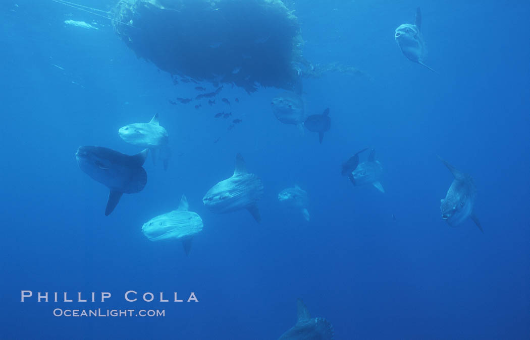 Ocean sunfish schooling near drift kelp, soliciting cleaner fishes, open ocean, Baja California., Mola mola, natural history stock photograph, photo id 06360