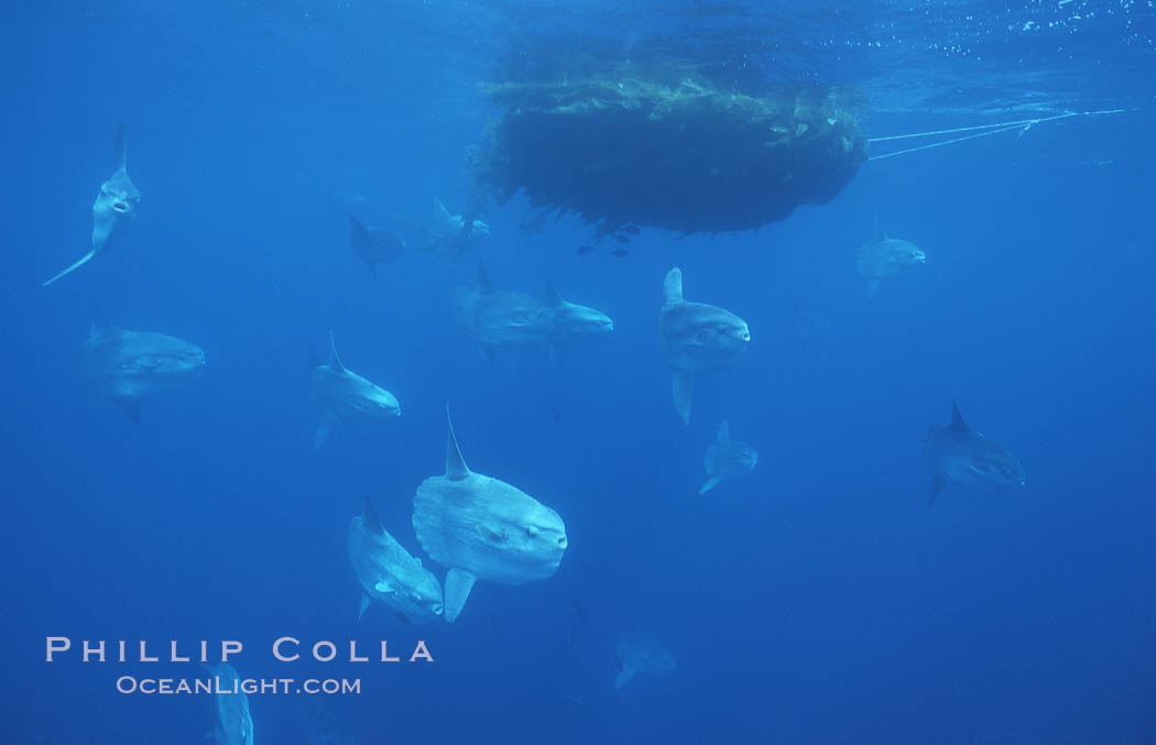 Ocean sunfish schooling near drift kelp, soliciting cleaner fishes, open ocean, Baja California., Mola mola, natural history stock photograph, photo id 06364