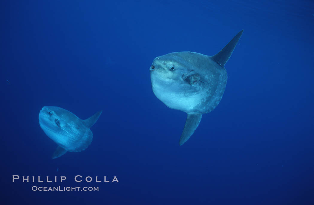 Ocean sunfish schooling, open ocean near San Diego. California, USA, Mola mola, natural history stock photograph, photo id 03635