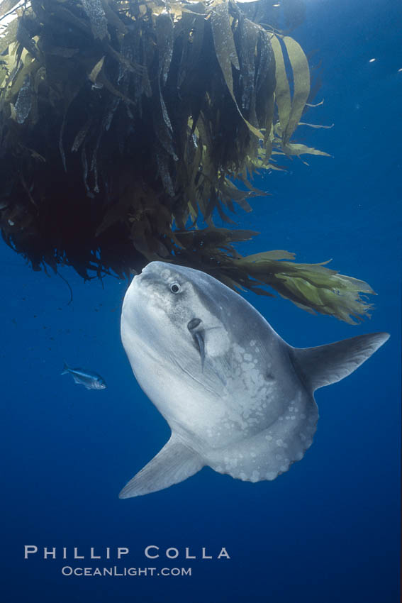 Ocean sunfish schooling, open ocean near San Diego. California, USA, Mola mola, natural history stock photograph, photo id 03639