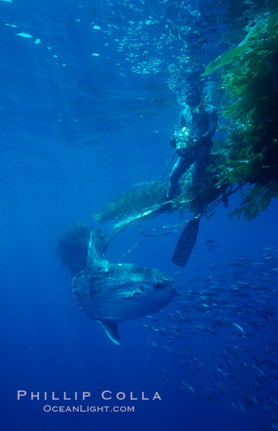 Ocean sunfish, videographer and drift kelp, open ocean. San Diego, California, USA, Mola mola, natural history stock photograph, photo id 06283