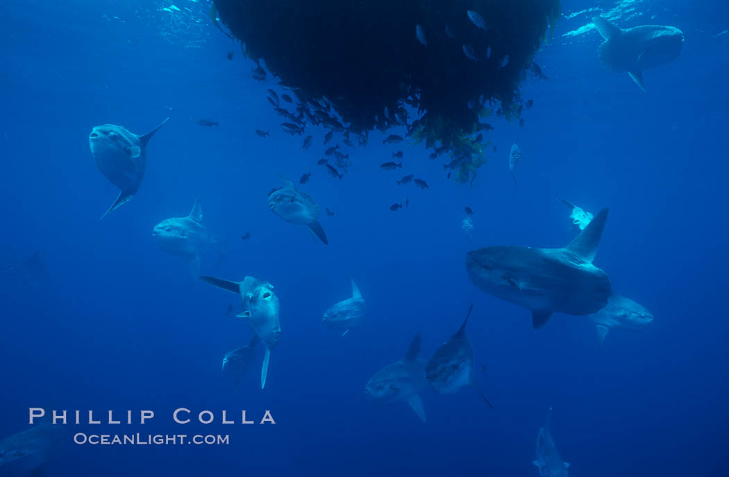 Ocean sunfish schooling near drift kelp, soliciting cleaner fishes, open ocean, Baja California., Mola mola, natural history stock photograph, photo id 06323