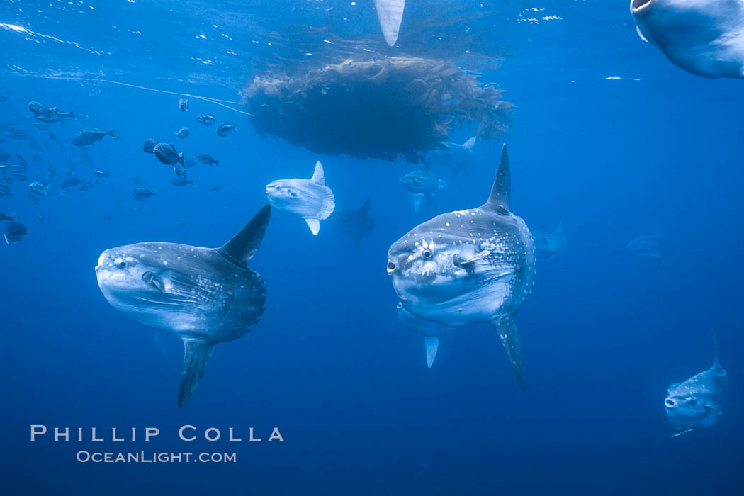 Ocean sunfish schooling near drift kelp, soliciting cleaner fishes, open ocean, Baja California., Mola mola, natural history stock photograph, photo id 06331