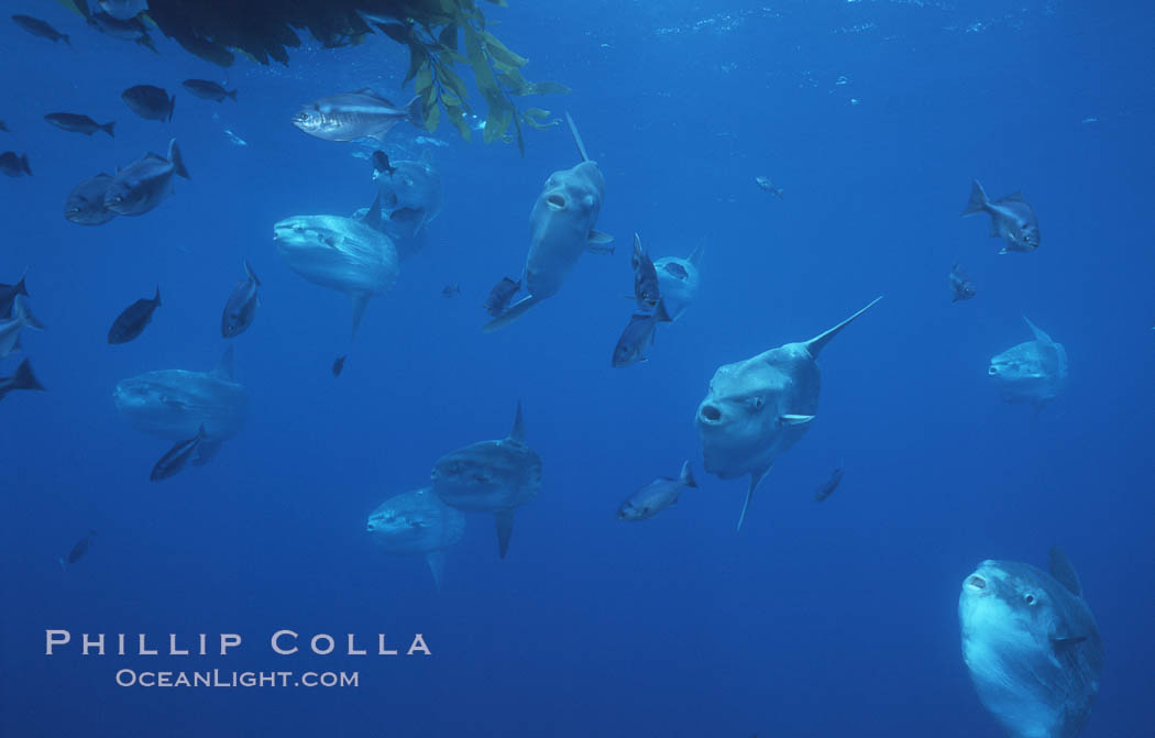 Ocean sunfish schooling near drift kelp, soliciting cleaner fishes, open ocean, Baja California., Mola mola, natural history stock photograph, photo id 06351