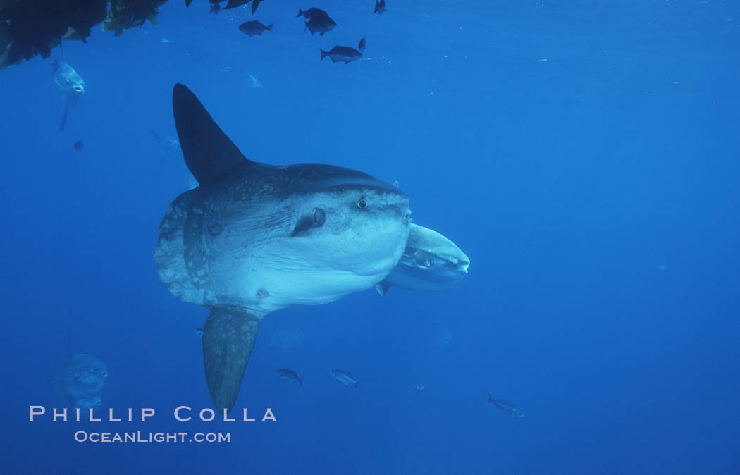 Ocean sunfish near drift kelp, open ocean, Baja California., Mola mola, natural history stock photograph, photo id 06355