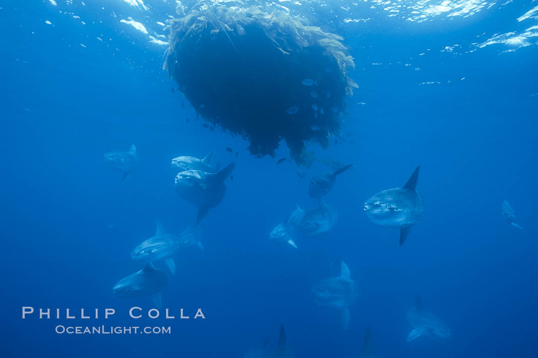 Ocean sunfish schooling near drift kelp, soliciting cleaner fishes, open ocean, Baja California., Mola mola, natural history stock photograph, photo id 06359