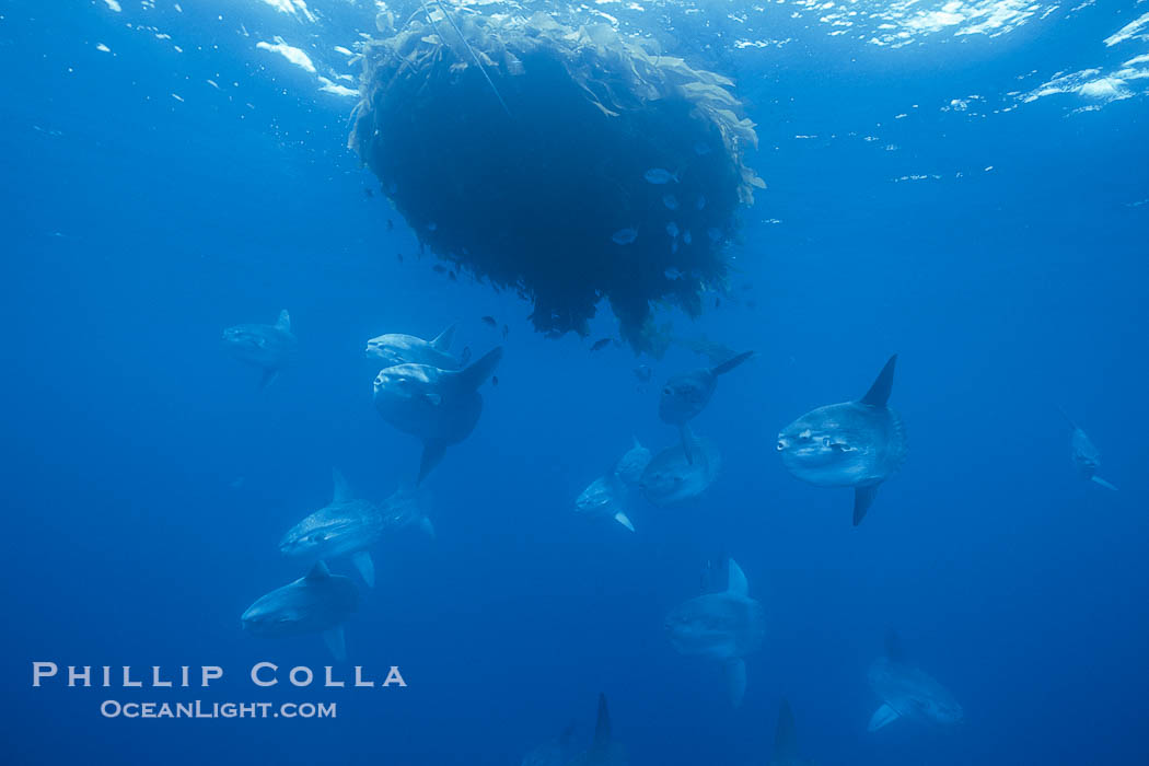 Ocean sunfish schooling near drift kelp, soliciting cleaner fishes, open ocean, Baja California., Mola mola, natural history stock photograph, photo id 06359
