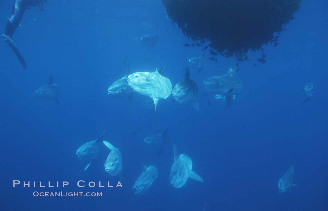 Ocean sunfish schooling near drift kelp, soliciting cleaner fishes, open ocean, Baja California., Mola mola, natural history stock photograph, photo id 06363