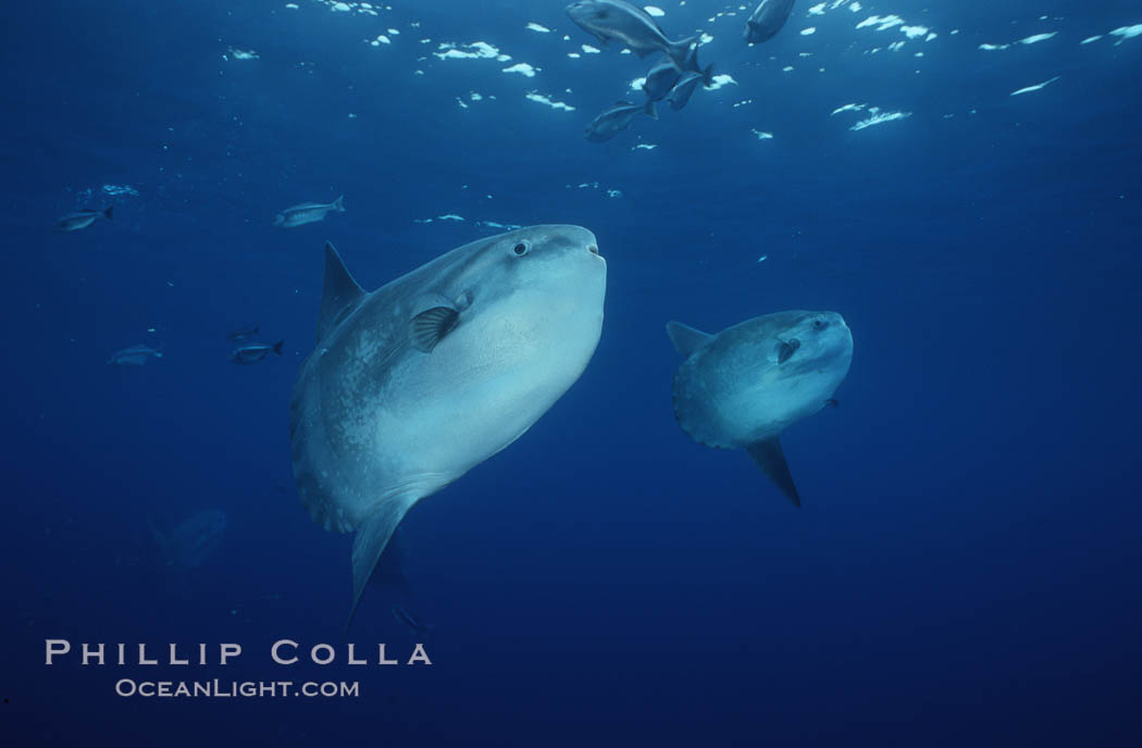 Ocean sunfish schooling, open ocean near San Diego. California, USA, Mola mola, natural history stock photograph, photo id 03637