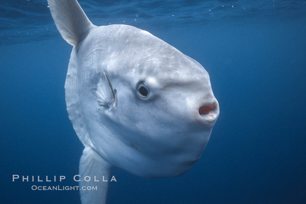 Ocean sunfish, open ocean near San Diego. California, USA, Mola mola, natural history stock photograph, photo id 04777