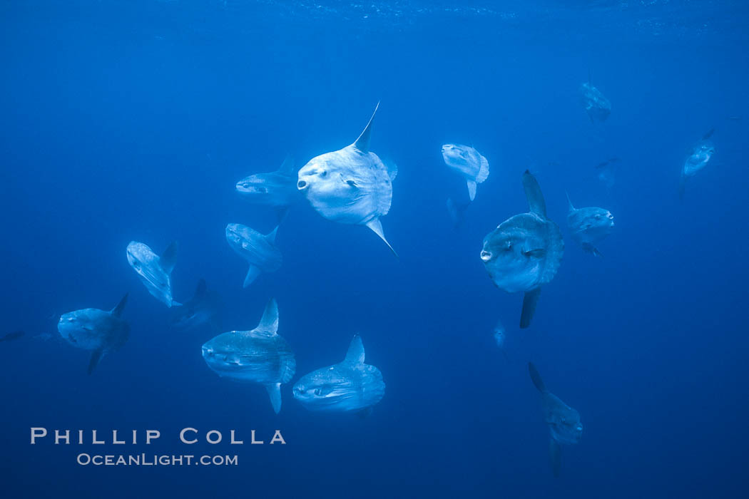 Ocean sunfish schooling near drift kelp, soliciting cleaner fishes, open ocean, Baja California., Mola mola, natural history stock photograph, photo id 06317