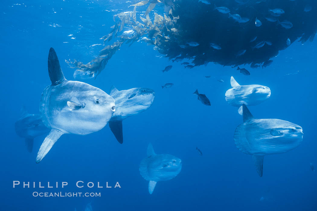Ocean sunfish schooling near drift kelp, soliciting cleaner fishes, open ocean, Baja California., Mola mola, natural history stock photograph, photo id 06325