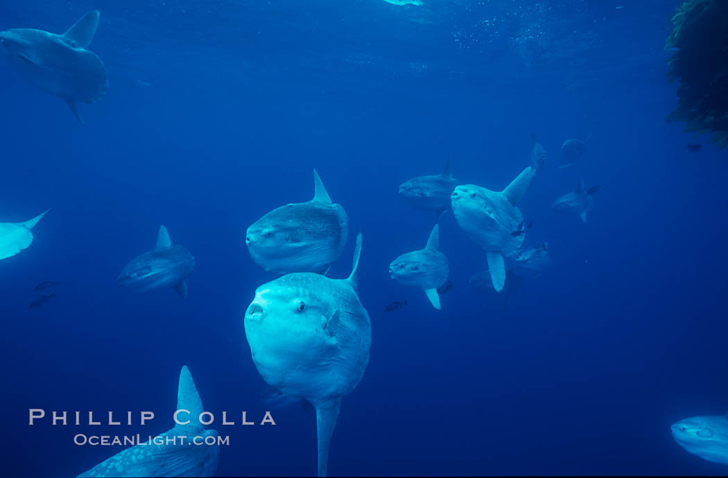 Ocean sunfish schooling near drift kelp, soliciting cleaner fishes, open ocean, Baja California., Mola mola, natural history stock photograph, photo id 06329