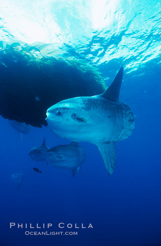 Ocean sunfish schooling near drift kelp, soliciting cleaner fishes, open ocean, Baja California., Mola mola, natural history stock photograph, photo id 06333