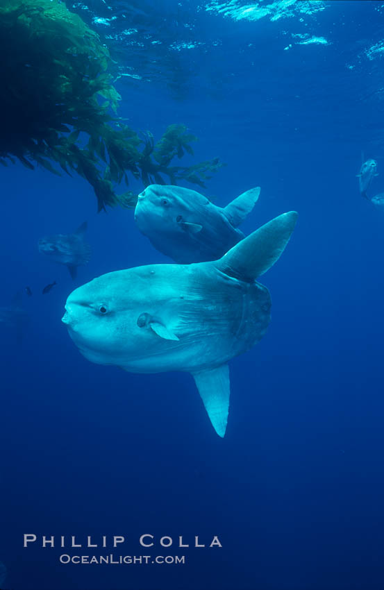 Ocean sunfish schooling near drift kelp, soliciting cleaner fishes, open ocean, Baja California., Mola mola, natural history stock photograph, photo id 06337