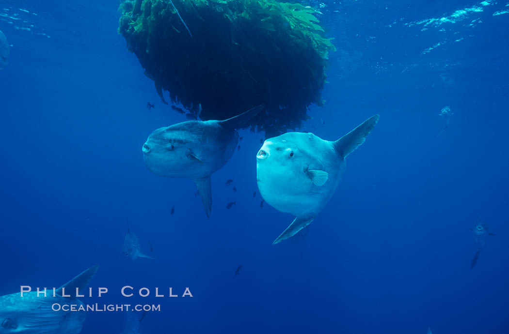 Ocean sunfish schooling near drift kelp, soliciting cleaner fishes, open ocean, Baja California., Mola mola, natural history stock photograph, photo id 06341