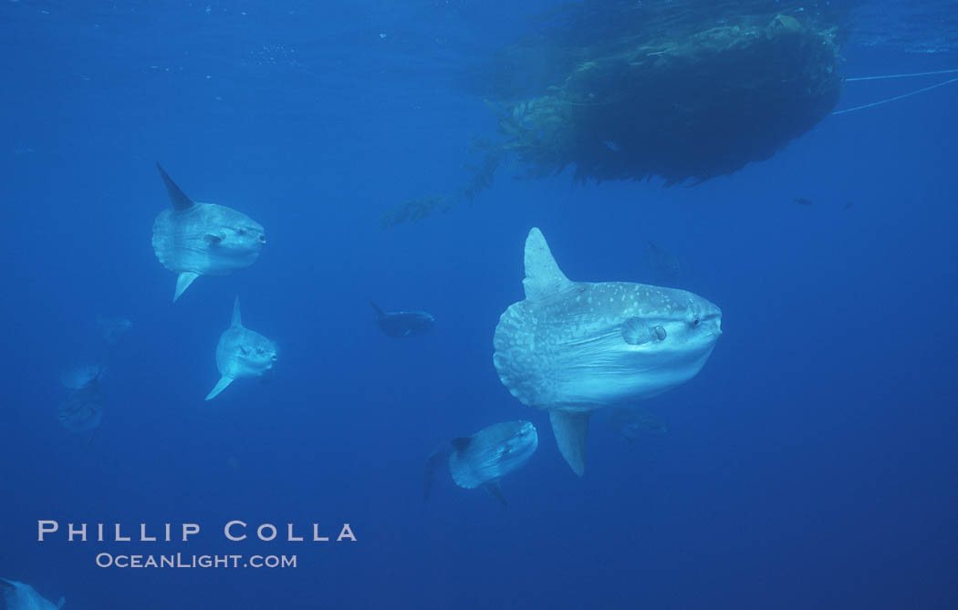 Ocean sunfish schooling near drift kelp, soliciting cleaner fishes, open ocean, Baja California., Mola mola, natural history stock photograph, photo id 06345