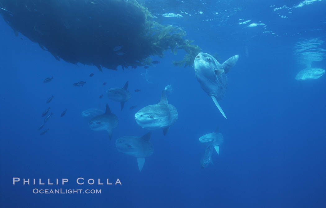 Ocean sunfish schooling near drift kelp, soliciting cleaner fishes, open ocean, Baja California., Mola mola, natural history stock photograph, photo id 06349