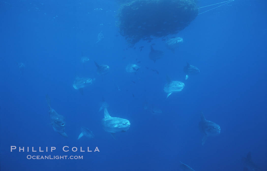 Ocean sunfish schooling near drift kelp, soliciting cleaner fishes, open ocean, Baja California., Mola mola, natural history stock photograph, photo id 06357