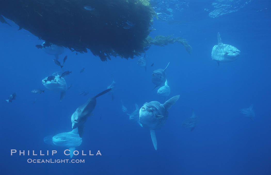 Ocean sunfish schooling near drift kelp, soliciting cleaner fishes, open ocean, Baja California., Mola mola, natural history stock photograph, photo id 06361