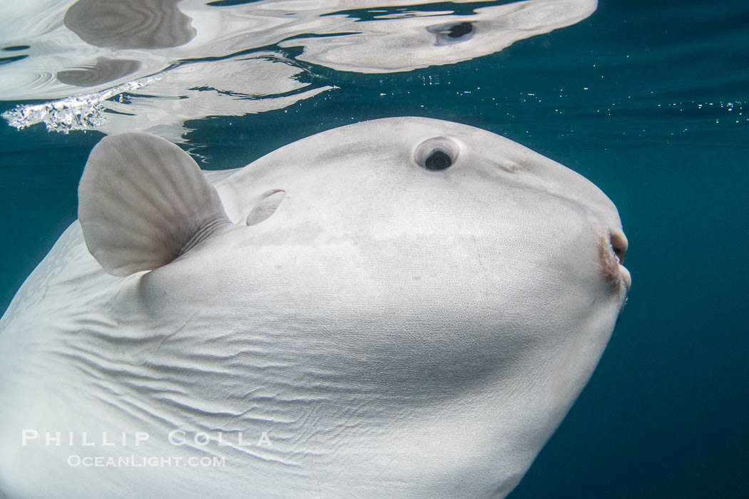 Ocean Sunfish Mola mola Swims in the Open Ocean, near San Diego. California, USA, Mola mola, natural history stock photograph, photo id 39410