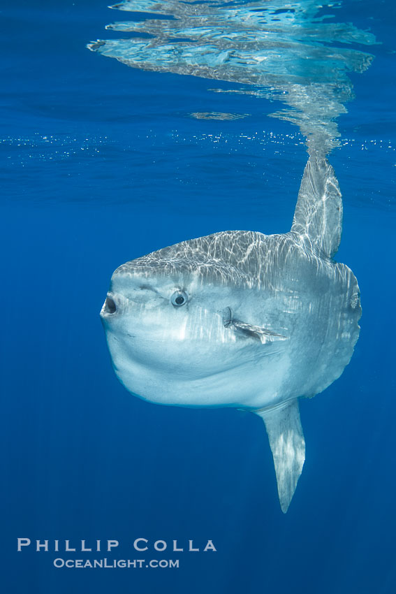 Ocean Sunfish Mola mola Swims in the Open Ocean, near San Diego. California, USA, Mola mola, natural history stock photograph, photo id 39465