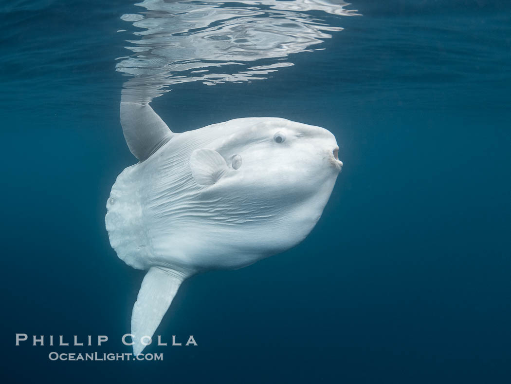 Underwater Portrait of an Ocean Sunfish Mola mola Swimming in the Open Ocean, near San Diego. California, USA, Mola mola, natural history stock photograph, photo id 39408
