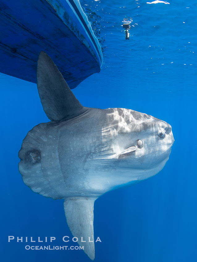 Ocean Sunfish Under a Boat in the Open Ocean near San Diego. California, USA, Mola mola, natural history stock photograph, photo id 39466