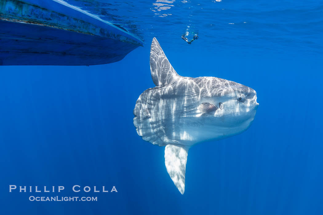 Ocean Sunfish Under a Boat in the Open Ocean near San Diego. California, USA, Mola mola, natural history stock photograph, photo id 39464