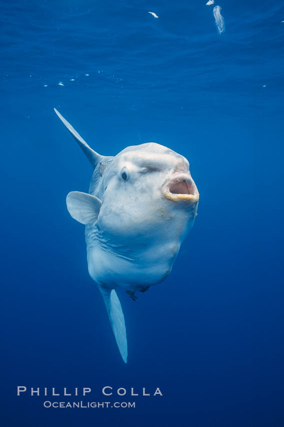 Ocean sunfish, open ocean. San Diego, California, USA, Mola mola, natural history stock photograph, photo id 03322