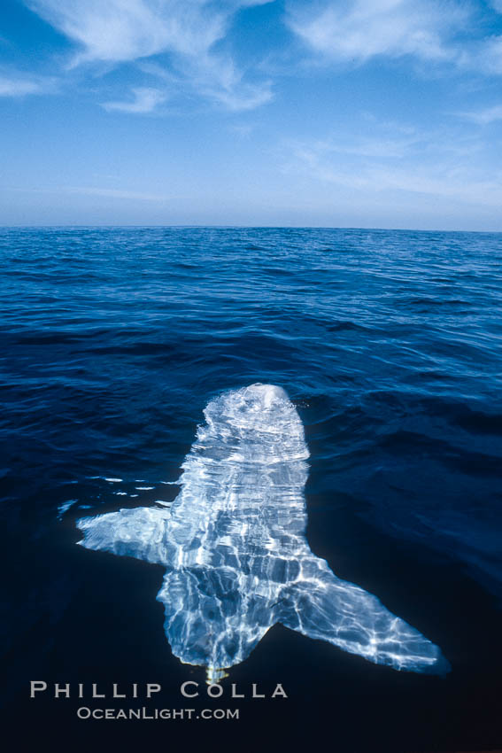 Ocean sunfish sunning/basking at surface in the open ocean. San Diego, California, USA, Mola mola, natural history stock photograph, photo id 03498