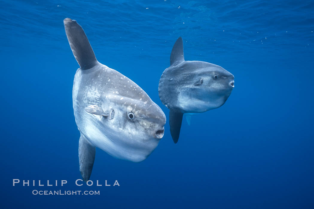 Ocean sunfish schooling, open ocean near San Diego. California, USA, Mola mola, natural history stock photograph, photo id 03562