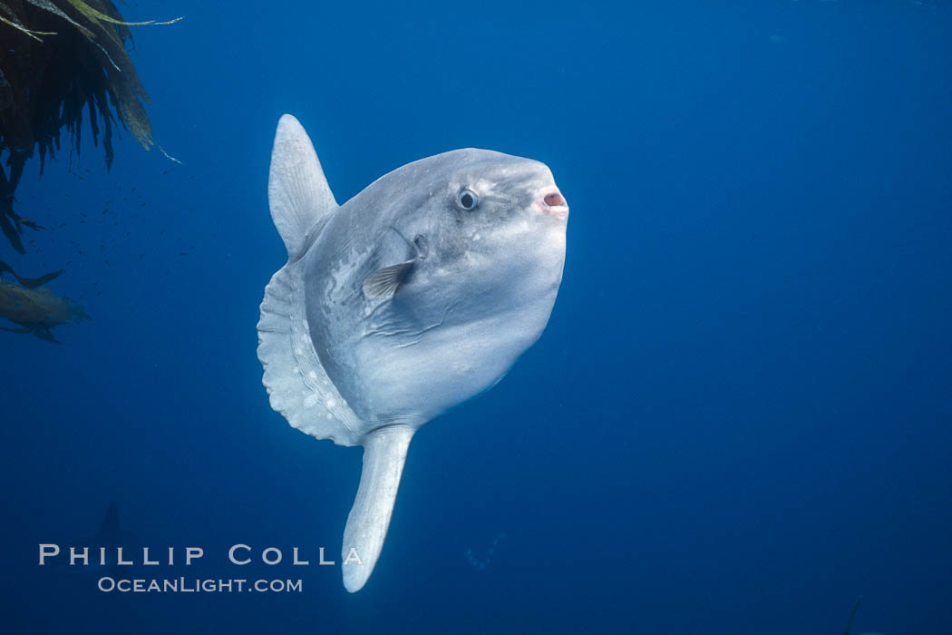 Ocean sunfish, open ocean near San Diego. California, USA, Mola mola, natural history stock photograph, photo id 03574