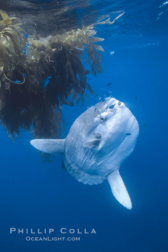 Ocean sunfish near drift kelp, soliciting cleaner fishes, open ocean, Baja California., Mola mola, natural history stock photograph, photo id 06378