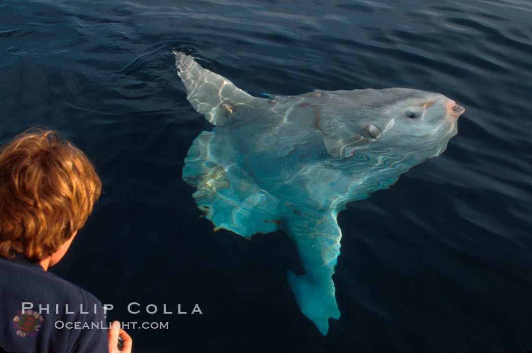 Ocean sunfish. San Diego, California, USA, Mola mola, natural history stock photograph, photo id 02028