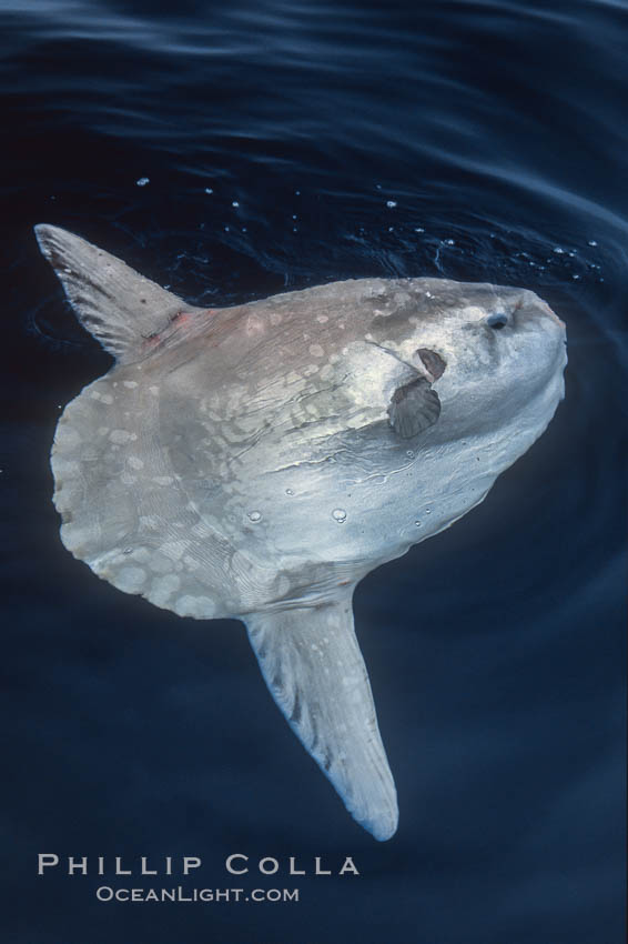 Ocean sunfish basking flat on the ocean surface, open ocean. San Diego, California, USA, Mola mola, natural history stock photograph, photo id 06268