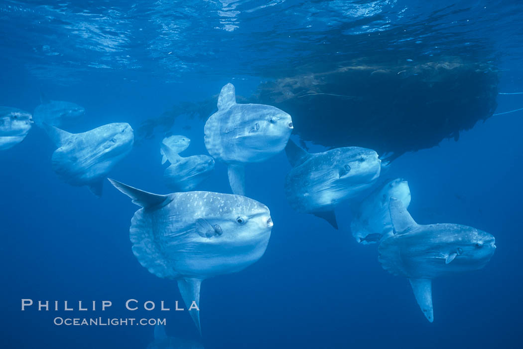 Ocean sunfish schooling near drift kelp, soliciting cleaner fishes, open ocean, Baja California., Mola mola, natural history stock photograph, photo id 06304