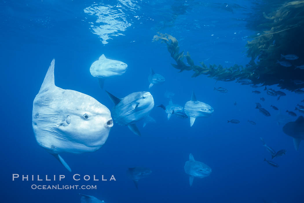 Ocean sunfish schooling near drift kelp, soliciting cleaner fishes, open ocean, Baja California., Mola mola, natural history stock photograph, photo id 06324