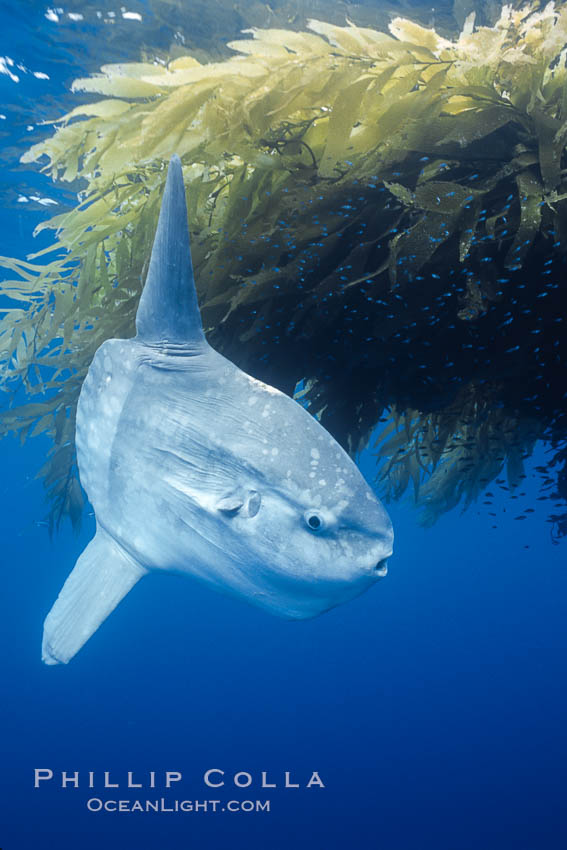 Ocean sunfish recruiting fish near drift kelp to clean parasites, open ocean, Baja California, Mola mola