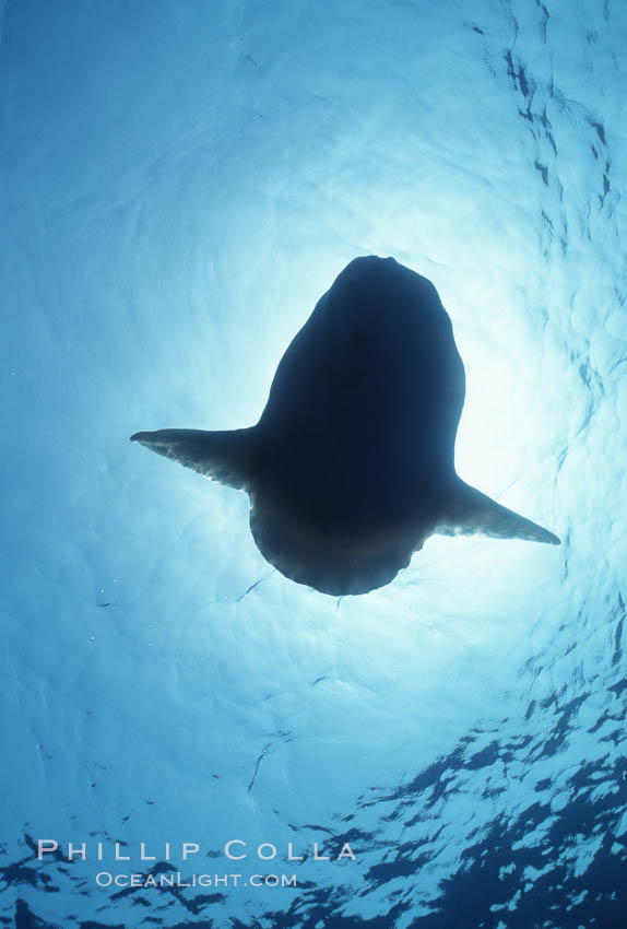 Ocean sunfish, basking at surface, viewed from underwater, open ocean. San Diego, California, USA, Mola mola, natural history stock photograph, photo id 03311