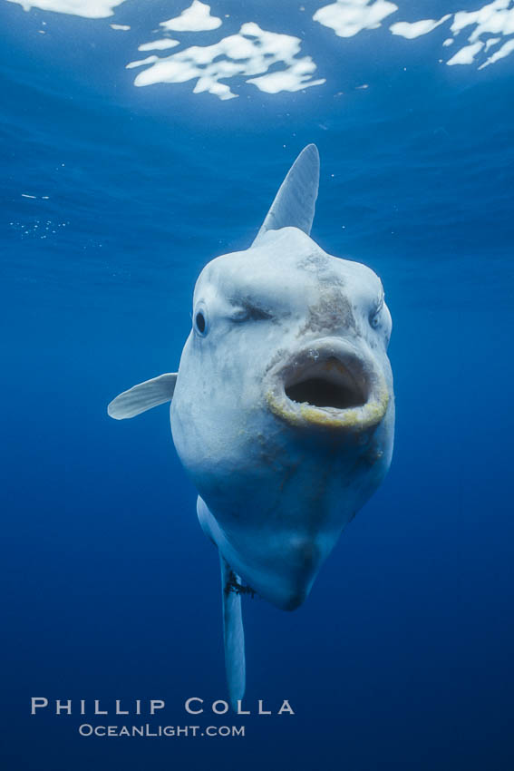 Ocean sunfish (Mola mola) with mouth wide open for slurping zooplankton, open ocean. San Diego, California, USA, Mola mola, natural history stock photograph, photo id 03319