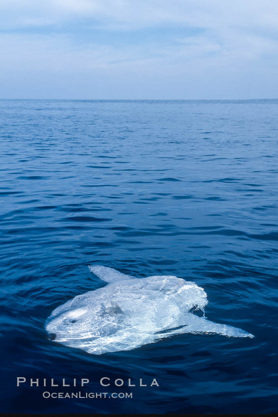 Ocean sunfish, sunning/basking at surface, open ocean. San Diego, California, USA, Mola mola, natural history stock photograph, photo id 03499