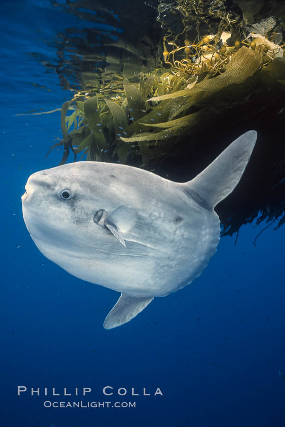 Ocean sunfish referencing drift kelp, open ocean near San Diego. California, USA, Mola mola, natural history stock photograph, photo id 03563
